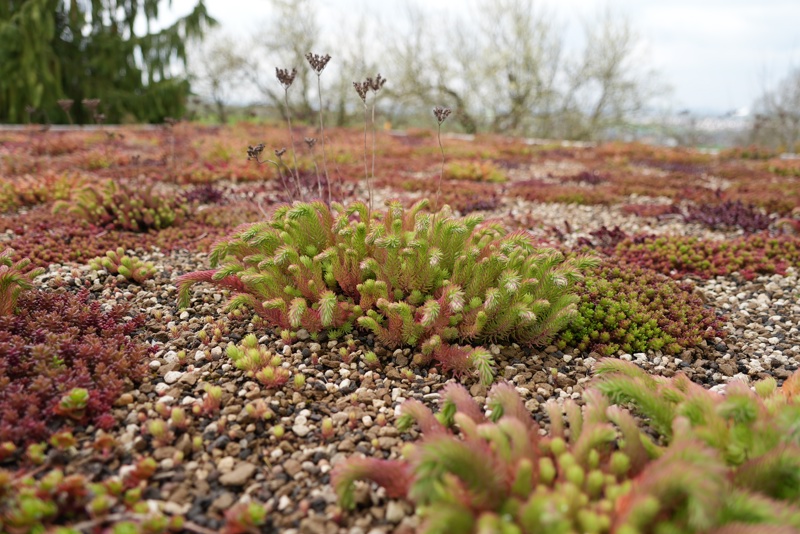 Our Green Roof